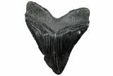 Serrated, Fossil Megalodon Tooth - Massive SC Meg! #297414-1